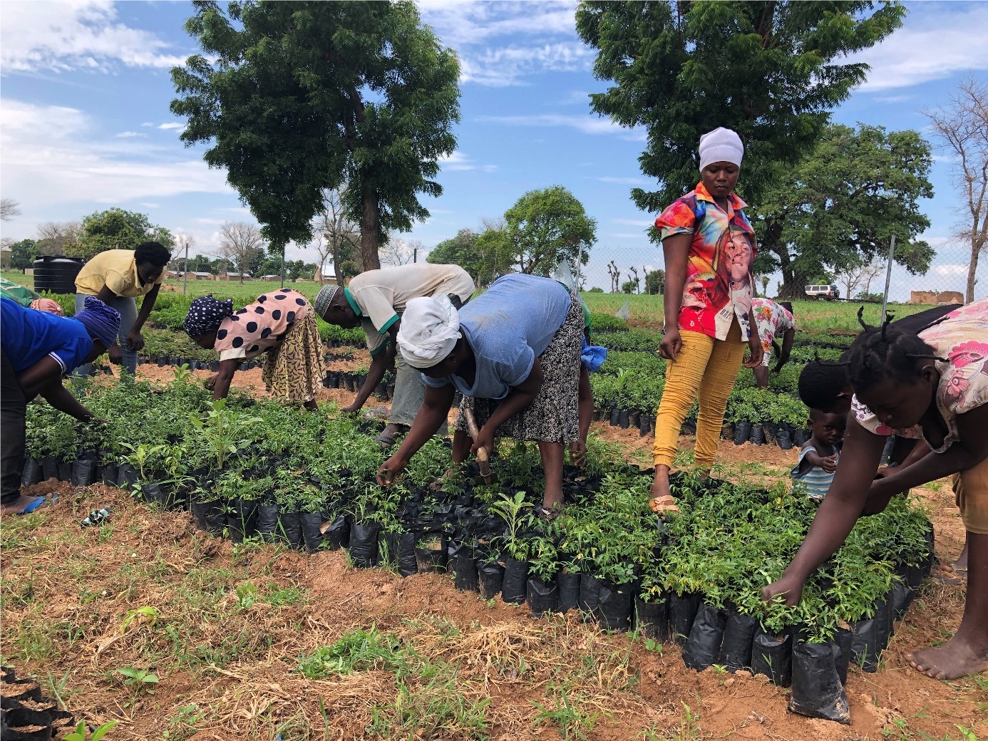 A photo of the reforestation project in Ghana.jpg